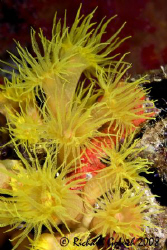 Orange cup coral on Sankinsan Maru -Chuuk Lagoon by Richard Goluch 